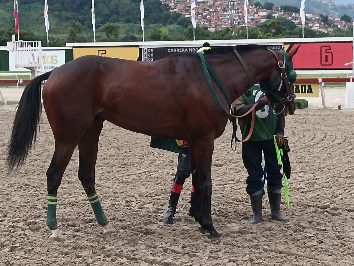 Impecable Mi Niño