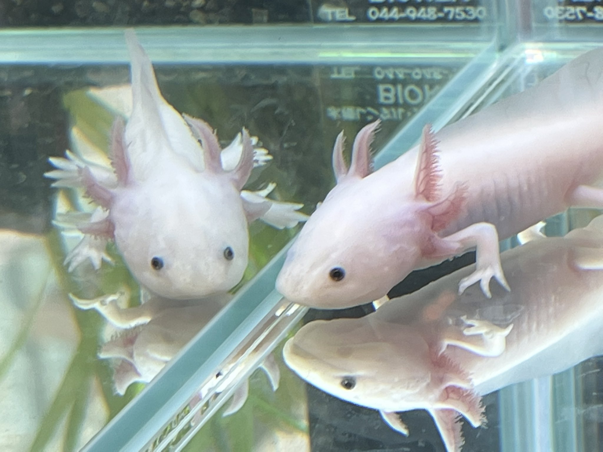 もりよし 本体は１匹ですが 水槽に写って３匹のように見える ウーパールーパーちゃん エリマキトカゲと並ぶ昭和時代のｃｍ業界の一発屋とか言わないの T Co Iefsk2n2ko Twitter