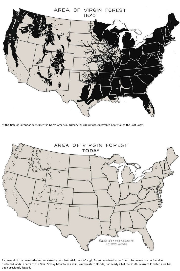While forest cover has changed dramatically in the past several hundred years, the change in the forest makeup has arguably been more stark. Since european settlers arrived in the US, 90% of the virgin forests that once covered much of the lower 48 states no longer exist.
