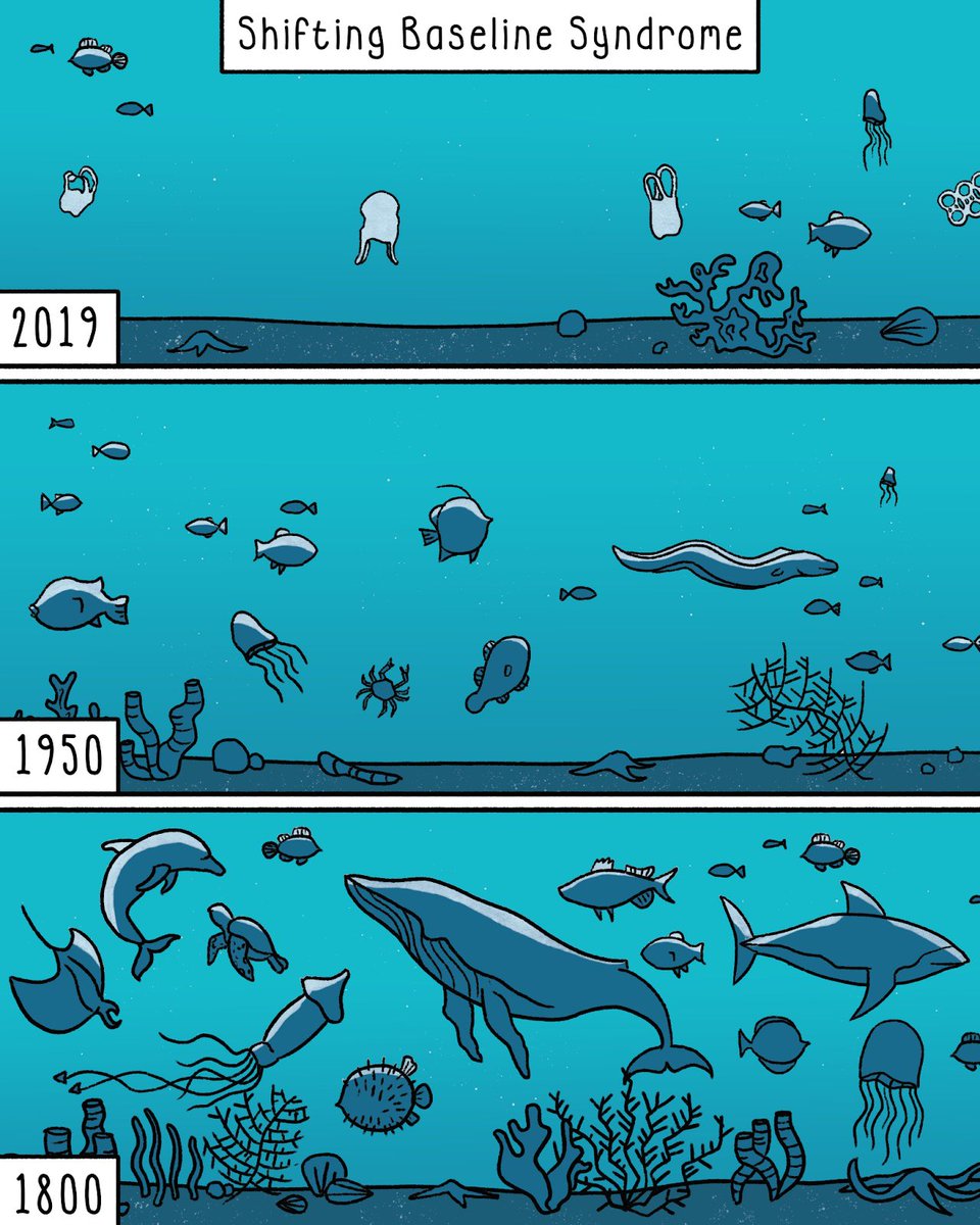 There is a curious phenomenon that results from the relatively brief window of time a single human lifetime provides: we perceive the current state of the natural world as “normal”. This is known as the Shifting Baseline Syndrome. 🧵