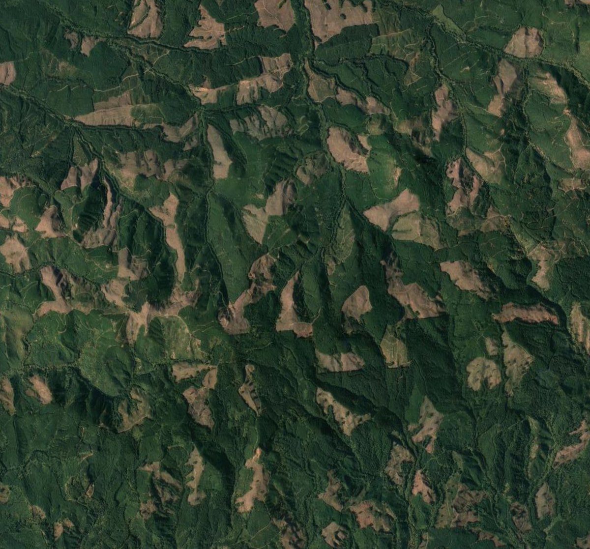 professional hog groomer tweet media