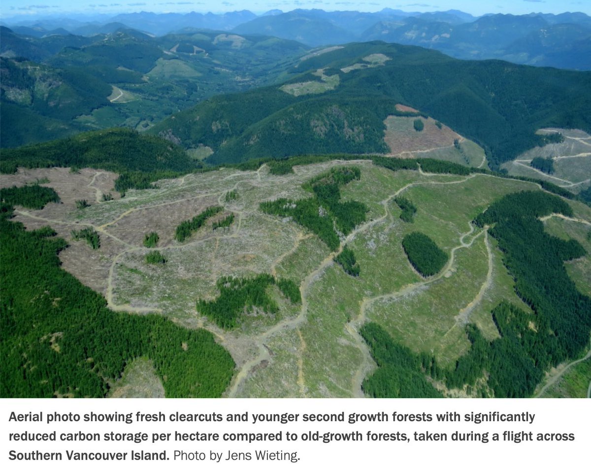 professional hog groomer tweet media