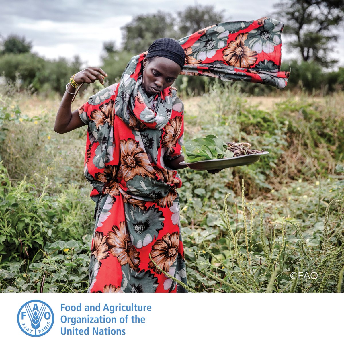 FAOAfrica's tweet photo. A sustainable food security is possible if we address the gender inequalities in production and reduce post-harvest losses. https://t.co/kq39xoAqfG