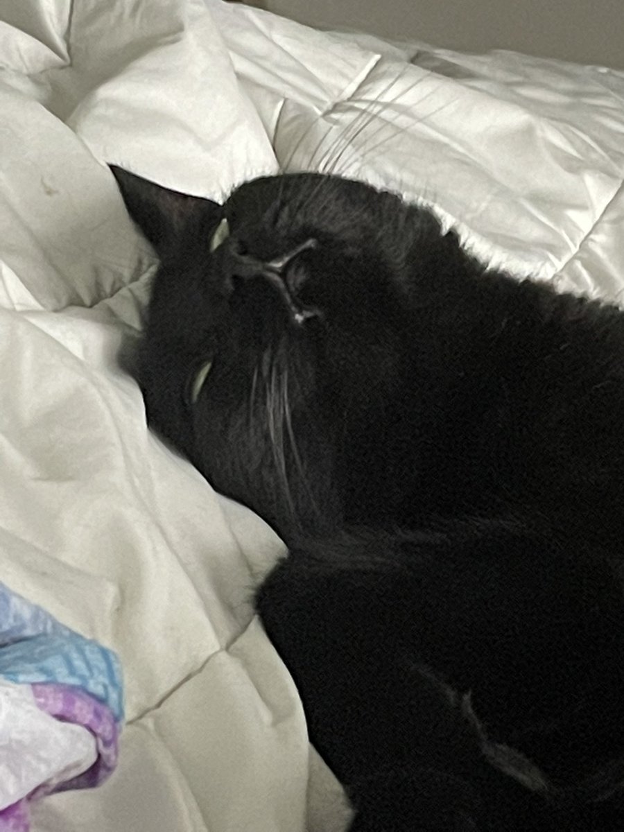 blacksesame_'s tweet image. 