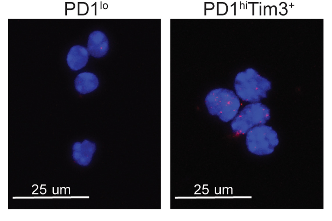 In a new <a href="/SciImmunology/">Science Immunology</a> study, scientists explore how T cells in mice become dysfunction in #cancer and how to restore their #antitumor response. fcld.ly/5936spa