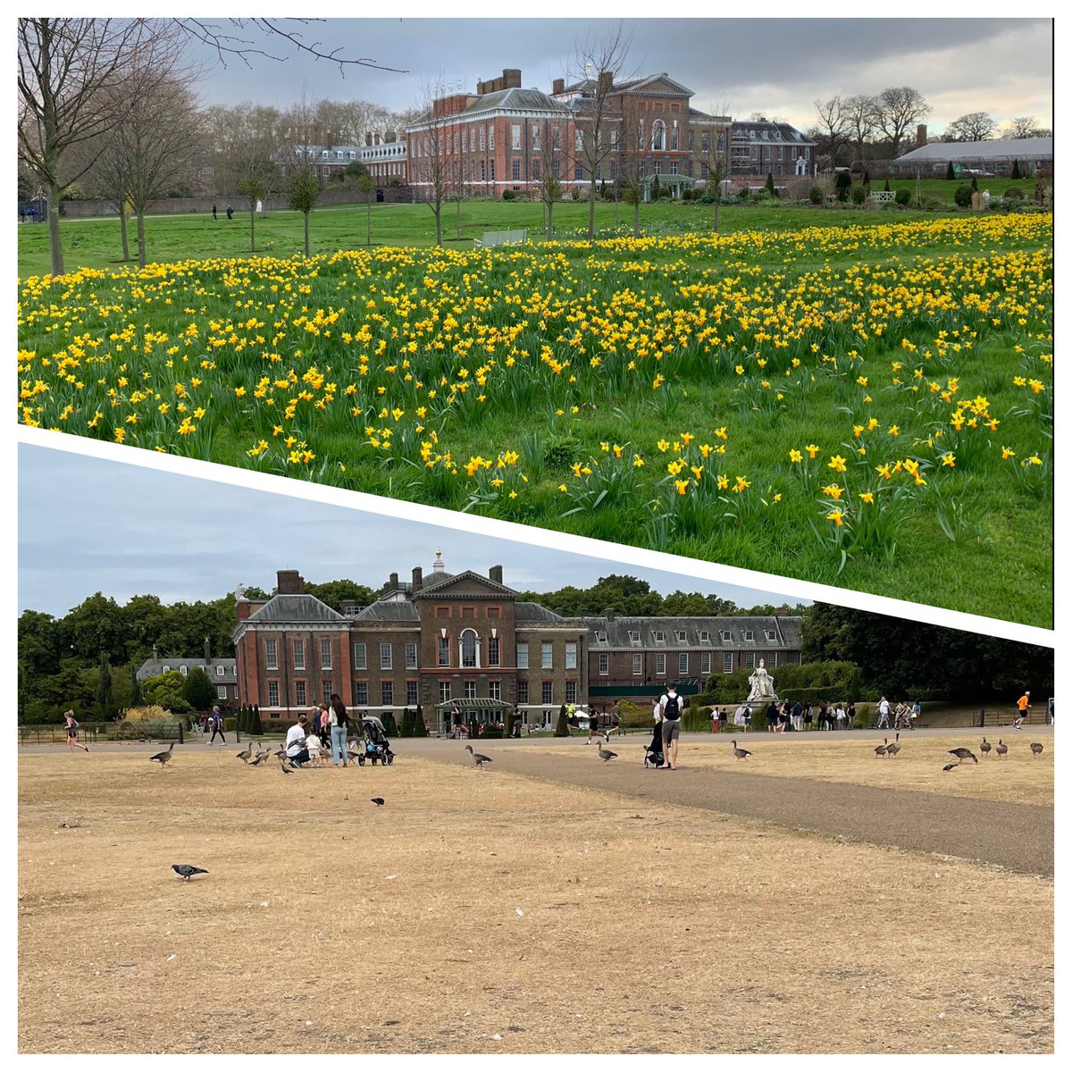 LBAU23A's tweet photo. @latikambourke It's starting to look like Australia.

Kensington Gardens in full bloom this spring and now, so dry, today  😢 https://t.co/ipaxdlLs16