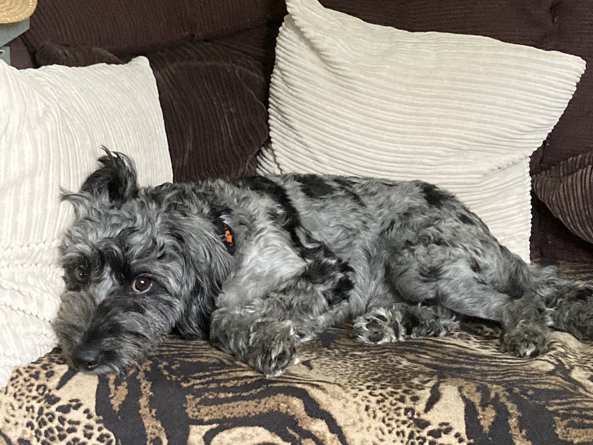 lolliBrad01's tweet photo. #BertieBear is very tired after all the running πββοΈπββοΈπββοΈ #NursesActive #ImperialActive @karhod21 https://t.co/GsHSj98548