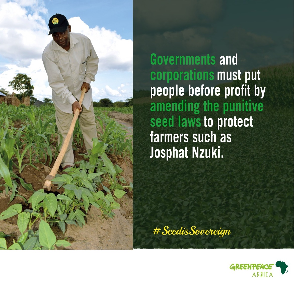 Greenpeaceafric's tweet photo. Punitive agricultural policies have been designed to oppress farmers and profit multinational corporations!
Kenya’s government must amend the draconian seed laws >> https://t.co/ohCwtDIIzQ
#SeedIsSovereign https://t.co/tdAaLQV6dh
