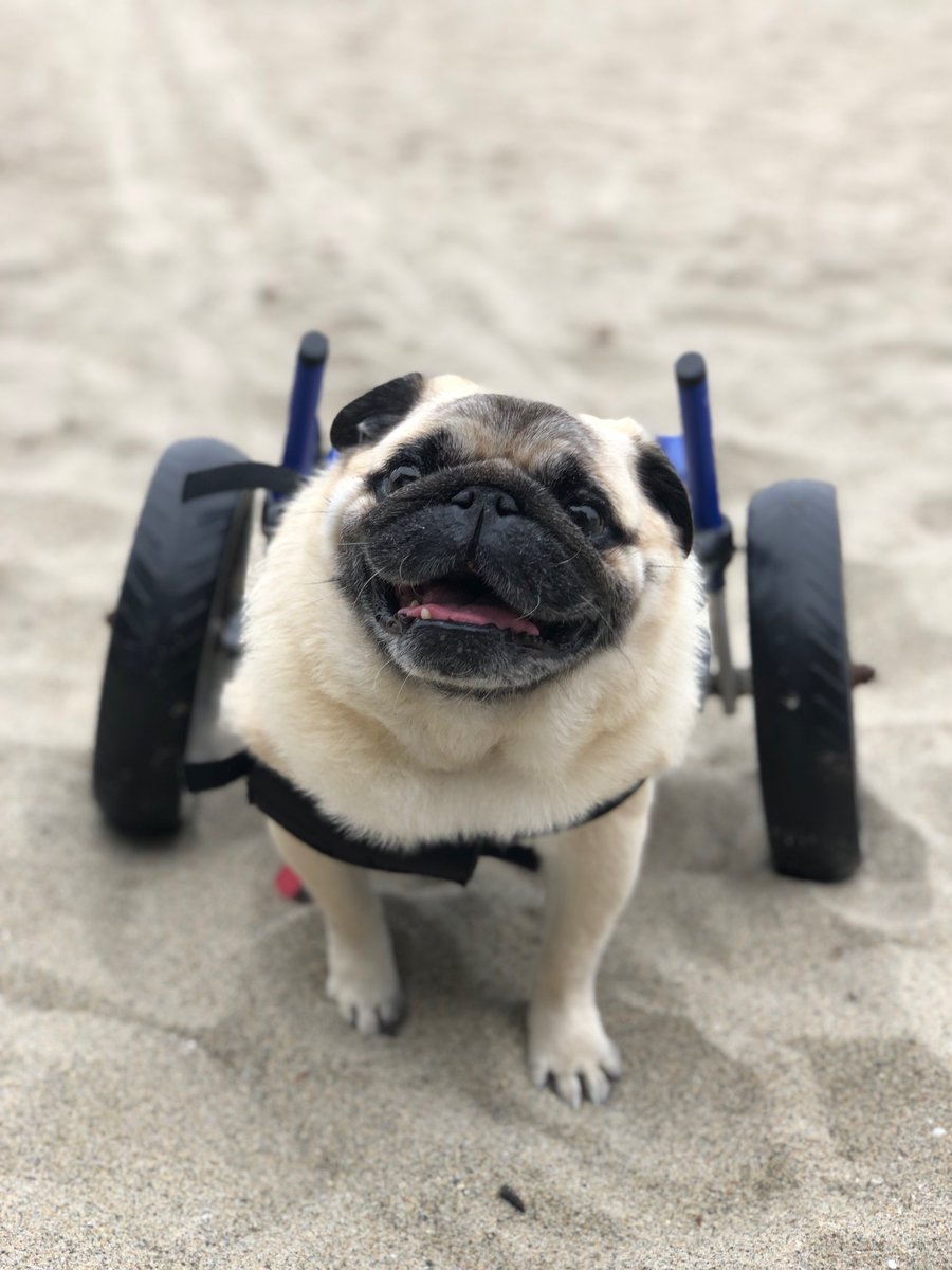 Happy Monday from #TeamUnconditional...let's get 'er done! #pugs #specialneedsdogs #seniordogs #AdoptDontShop #seniordogrescue #specialneedsdogrescue #rescuedogs