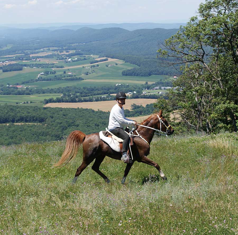 EquineInfoEx's tweet photo. The Basics of Competitive Trail Riding - It measures the fitness of a horse or pony as they travel over a marked trail of 20 to 120 miles. Read more! https://t.co/BW68Bcvv0A
#equine #horses #trailriding #horsebackriding #CompetitiveTrail https://t.co/UaO66W2UaP