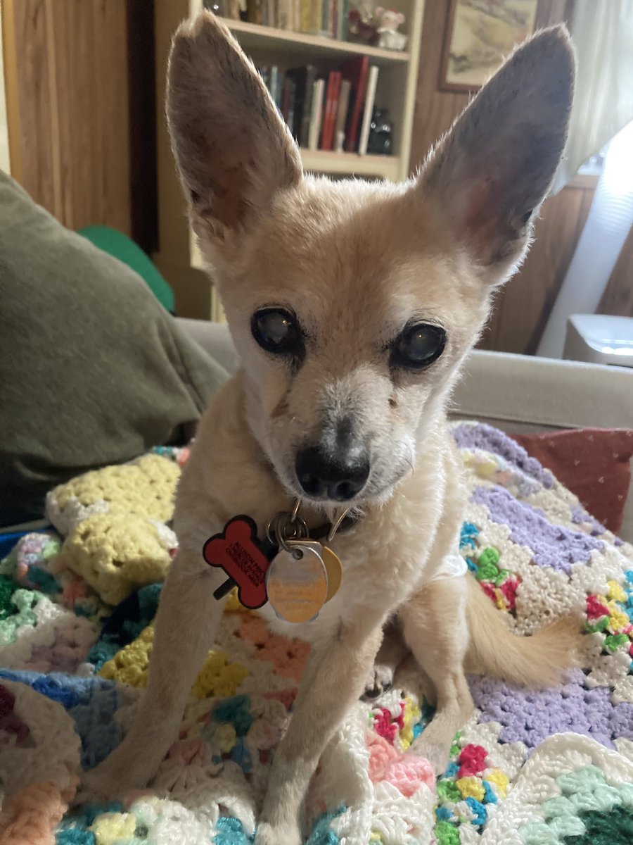 chihushua's tweet photo. Does this picture make my life are look big?   Just asking.  Lol!
#dogsoftwitter #chisquad https://t.co/ivqdtgOaI3