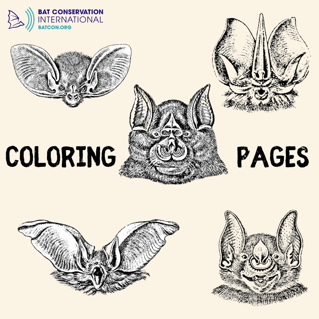 BatConIntl's tweet photo. Fall is less than 40 days away! 🍂 Prepare to celebrate the season with our downloadable bat masks, jack-o-lantern templates, coloring pages, and other batty activities at https://t.co/wTdfBoNDVz. #fall #halloween #BatWeek https://t.co/AJ7PBLHfK1