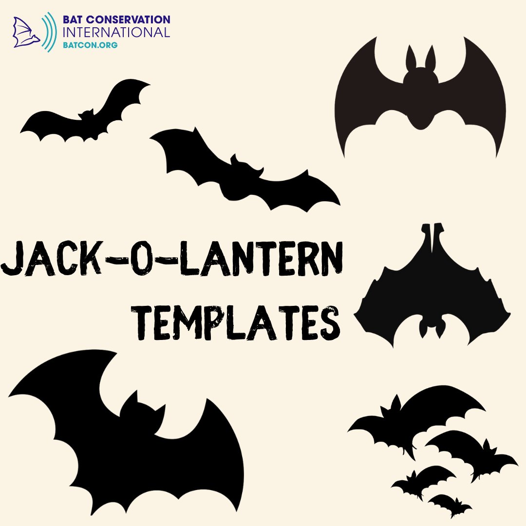 BatConIntl's tweet photo. Fall is less than 40 days away! 🍂 Prepare to celebrate the season with our downloadable bat masks, jack-o-lantern templates, coloring pages, and other batty activities at https://t.co/wTdfBoNDVz. #fall #halloween #BatWeek https://t.co/AJ7PBLHfK1