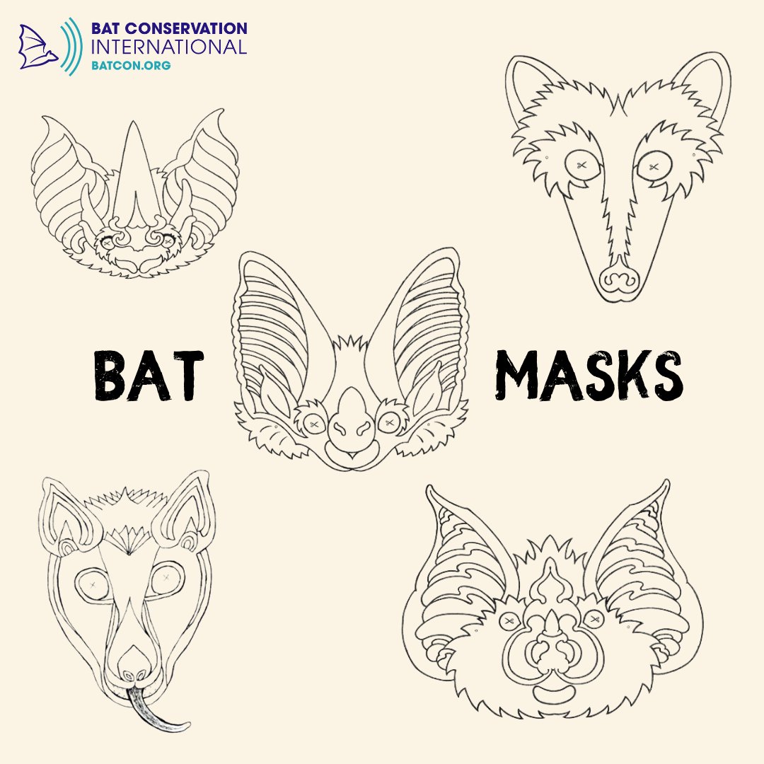 BatConIntl's tweet photo. Fall is less than 40 days away! 🍂 Prepare to celebrate the season with our downloadable bat masks, jack-o-lantern templates, coloring pages, and other batty activities at https://t.co/wTdfBoNDVz. #fall #halloween #BatWeek https://t.co/AJ7PBLHfK1