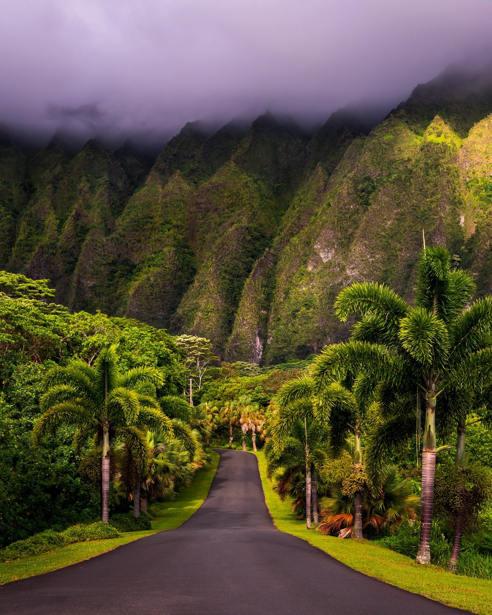 Brandon Yoshizawa tweet media