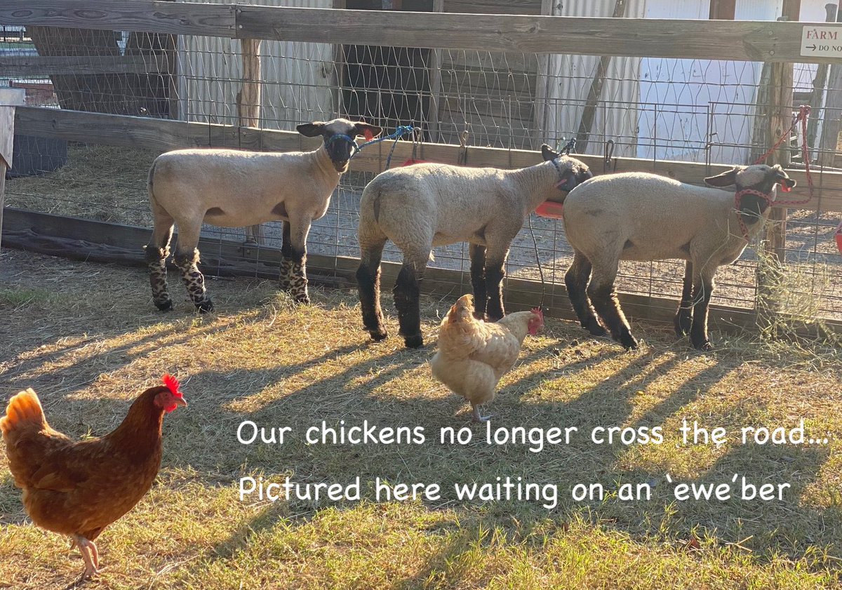 HFMuseum's tweet photo. Happy Monday y’all!! #sheepnanigans #uberdriver #flyingthecoop #chickens https://t.co/QXYUyU8K4K