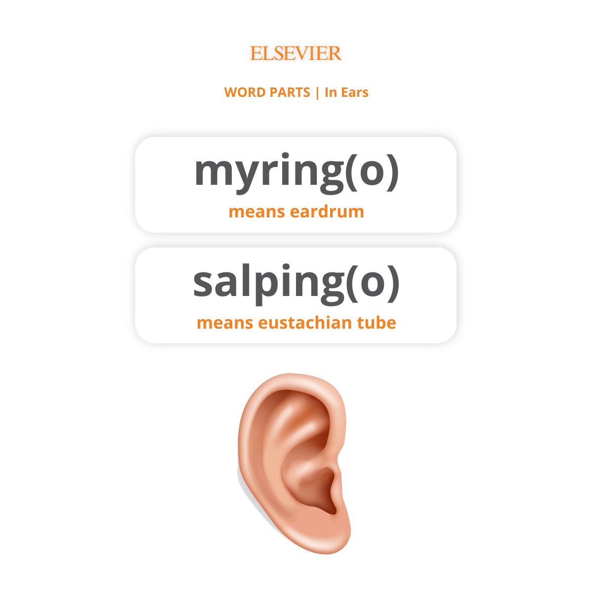 elseviersa's tweet photo. Happy MONDAY! Let's refresh our mastery with a new set of terms 📚🧐

 Swipe left! ➡

#MEDTERMMONDAY #medicalterminology #monday #NCLEX #nclexprep #nclexrn #nclexpn #saundersnclex #nursingschool #nursing  #nurselife #studentlife #elsevier https://t.co/i8W3WTpa6Q