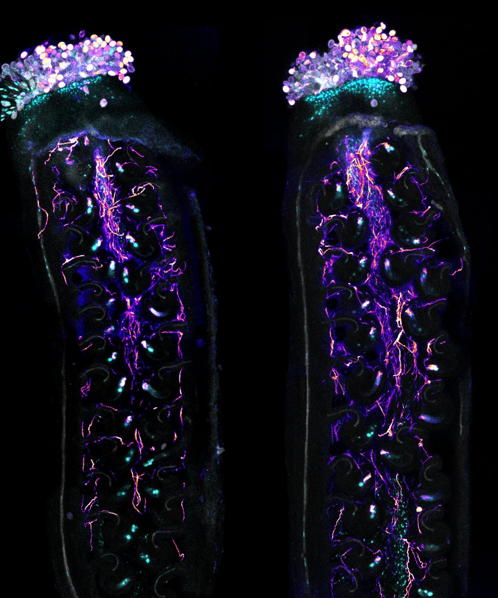 Inside look at pollen tube growth and fertilization within the pistil of an Arabidopsis flower just 8 hours (left) and 12 hours (right) after pollination.