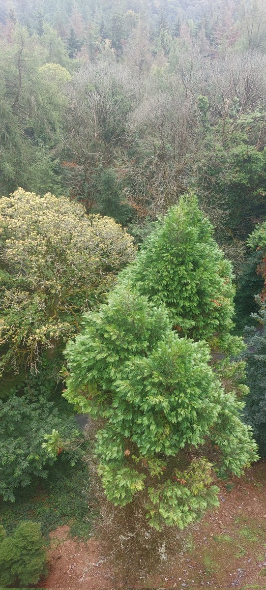 wlhaydock's tweet photo. Above the tree's 🌲🌳 Avondale forest Park, the slide was closed though 😭 #visitwicklow #avondaleforestpark #treetopview https://t.co/WnTeTv2r9y