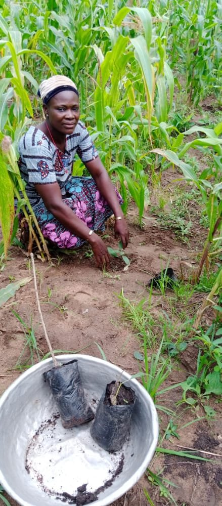 GlobalShea's tweet photo. En juin et juillet 2022, les membres de l'AGK FNPK, NATURA, LCB et BENOTECH ont planté 4 400 arbres à karité au Bénin. Ils ont pu mobiliser 160 femmes pour cette activité. Cette initiative faisait partie de la campagne " Action pour les parcs à karité ".

#sheamonth https://t.co/lrvNyLj6rT