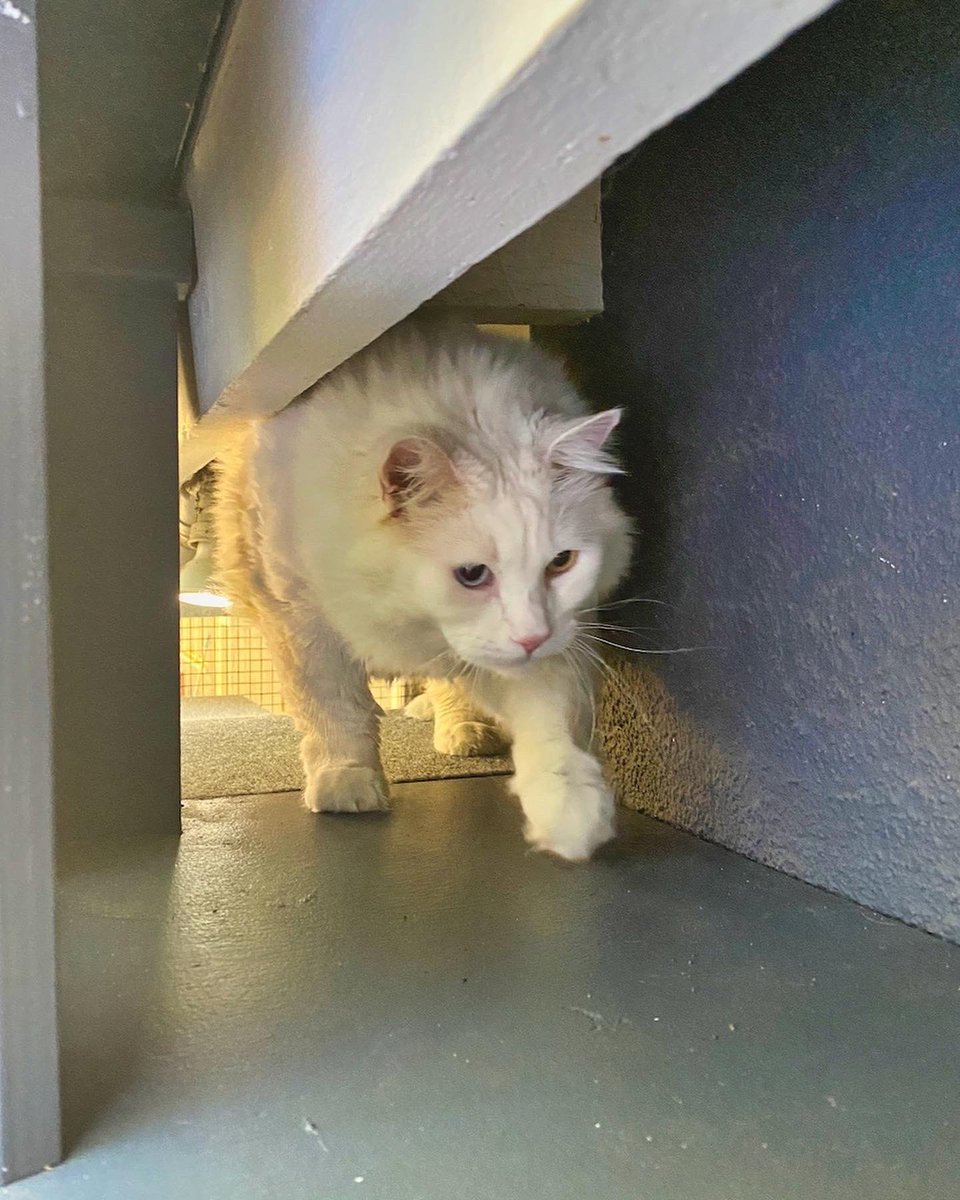 CatioGuy's tweet photo. This Frydman Canyon screened-in / mesh catio is home to a gorgeous Norwegian Tree Cat 🐱 

#cat #cats #catio #catios #catioguy #customcatio #customcatios #catenclosure #screenedporch #catlife #lovecats #lovecat #lovecatsforever #lovecats😻 #catlover #catlovers #CatsOfTwitter https://t.co/Me0YdaL1op