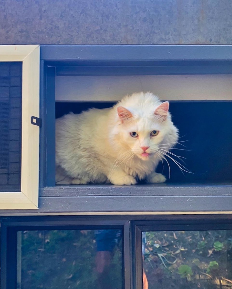 CatioGuy's tweet photo. This Frydman Canyon screened-in / mesh catio is home to a gorgeous Norwegian Tree Cat 🐱 

#cat #cats #catio #catios #catioguy #customcatio #customcatios #catenclosure #screenedporch #catlife #lovecats #lovecat #lovecatsforever #lovecats😻 #catlover #catlovers #CatsOfTwitter https://t.co/Me0YdaL1op