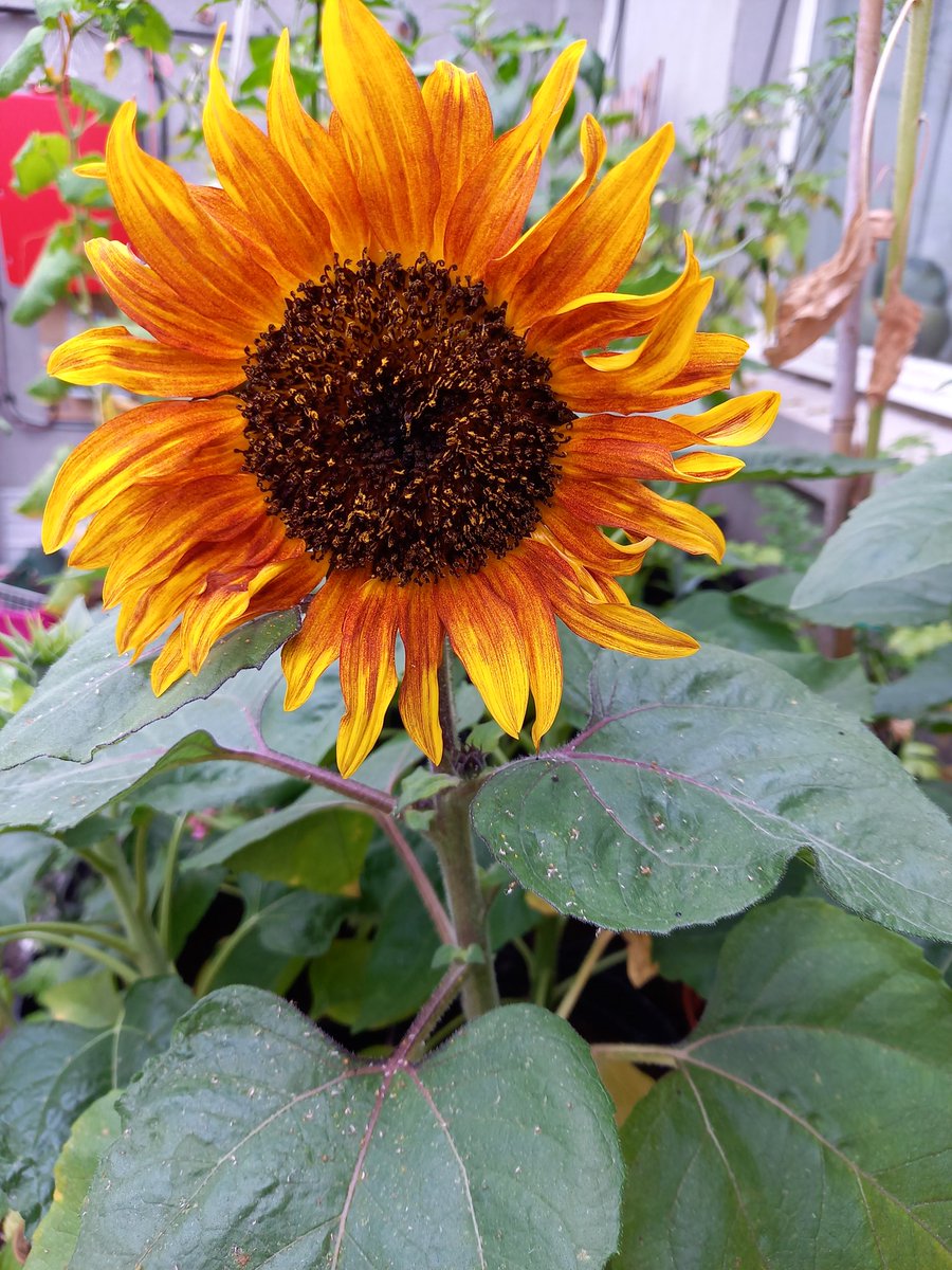 My kids have loved watching this sunflower grow all summer, a thoughtful end of term gift from <a href="/PapdalePS/">Papdale Primary School</a> #somuchjoy #thelittlethings
