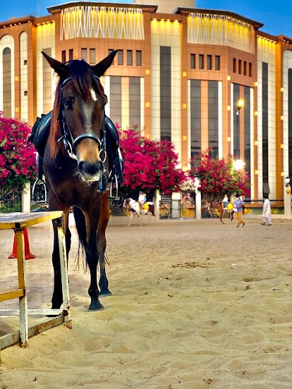 ٥- منتجع روهارا 🏝

يتميز منتجع روهارا بمجموعة من المميزات منها وجود مقاهي ونادي للفروسية وجلسات خارجية وألعاب اطفال  وايضاً مسابح داخلية وخارجية ، بالإضافة إلى خدمة الواي فاي مجاناً

goo.gl/maps/ojff5f5FK…
