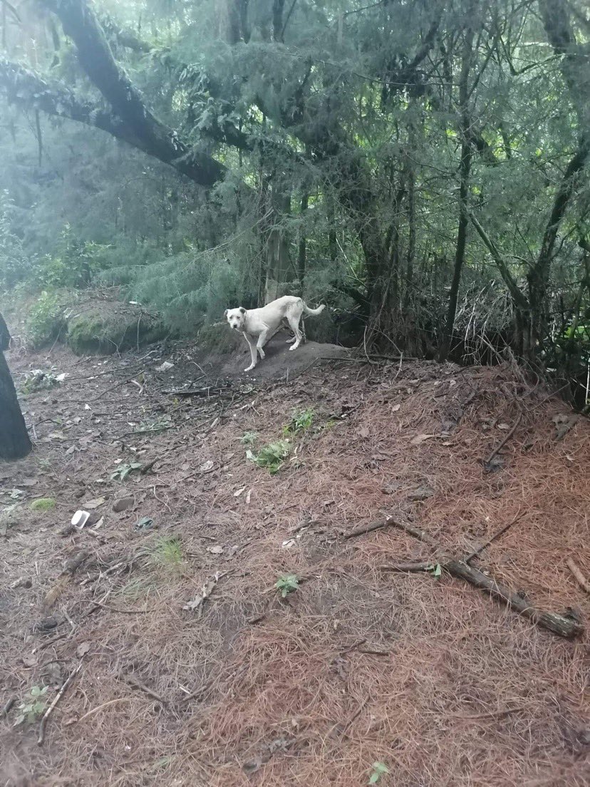 TlalpanVecinos's tweet photo. #DenunciaCiudadana 
Buenos días, tengo 4 días reportado para que vengan a ayudarme a soltar un pobre perro que lo dejaron amarrado en un pino,yo le llevó comida, se encuentra en el circuito Ajusco kilómetro 36.7. La brigada animal solo me da número de reporte @UCS_GCDMX https://t.co/eC1pPsrtGE