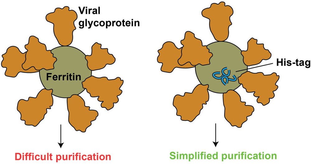 Ferritin-based protein #vaccines against many viruses are underway, but purification of these particles is challenging. Kim &amp; colleagues <a href="/Stanford/">Stanford University</a> <a href="/Stanford_ChEMH/">Sarafan ChEM-H</a> <a href="/StanfordBiochem/">Stanford Biochemistry</a> <a href="/czbiohub/">Chan Zuckerberg Biohub Network</a> now identify sites for polyHis tags, simplifying production.

pubs.acs.org/doi/10.1021/ac…