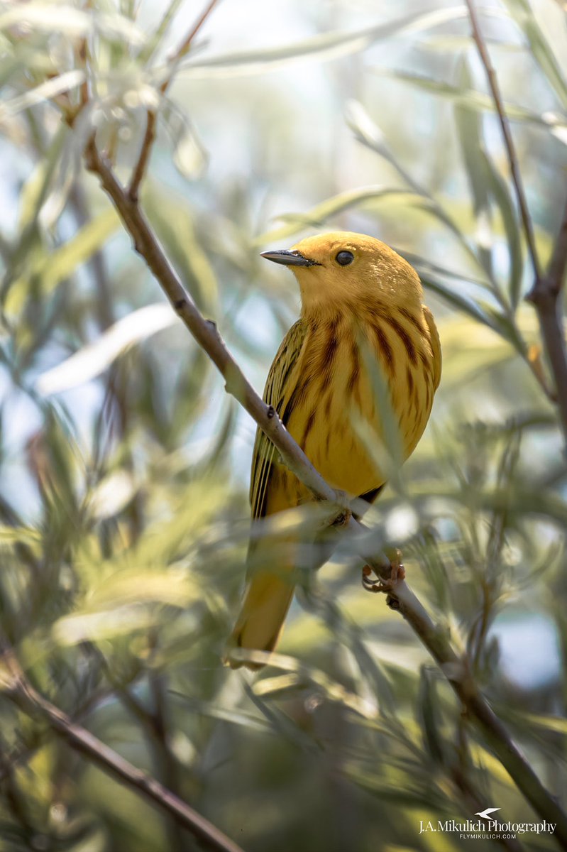 FlyMikulich's tweet photo. Yellow Warbler
Millennium Park, Grand Rapids, Michigan
#birdphotography
#wildlifephotography
#outdoorphotography
#michigan https://t.co/KPsGCEhd3W