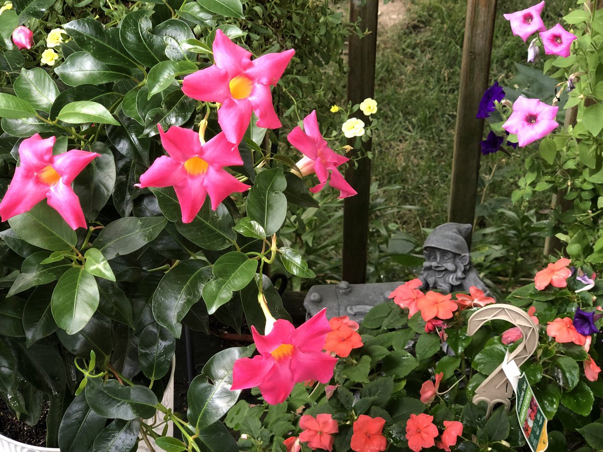 Monday blooms at Casa David. Enjoy the Day! #Iowa #garden #hgtv