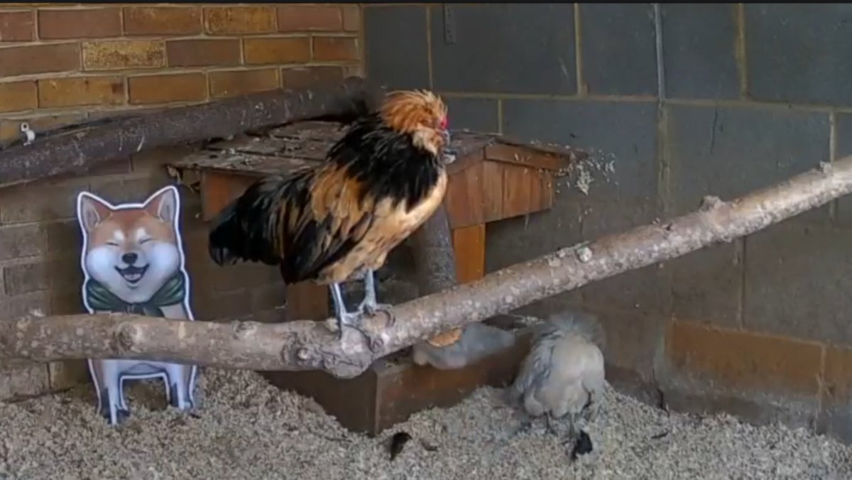 LuckyNick's tweet photo. Absolutely loosing it in the ffxiv Farm Livestream where everyone has decided this one bird is Zenos https://t.co/OqjZu2yrIU