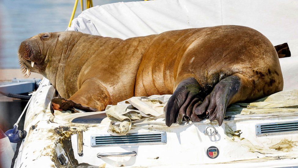 NatachaSentMe's tweet photo. This is so wrong! All she wanted was a place to sunbath #Norway I dont understand why you guys just didnt build her a platform that could support her weight instead of killing her #youdidnteventry  #FreyaTheWalrus #oslonorway https://t.co/s8tQsV1PrC