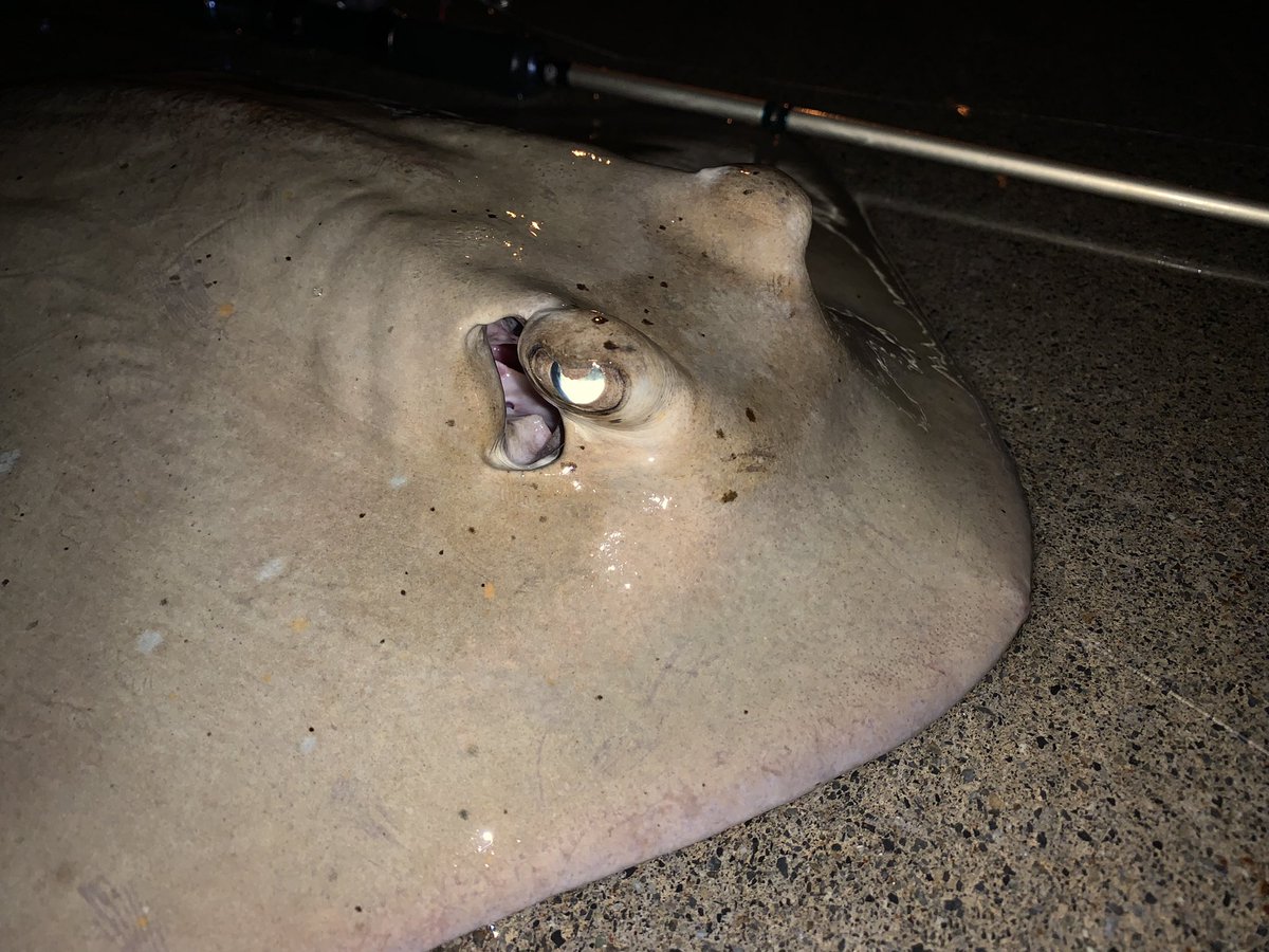 珍魚ハンター Yu 夜中のぶっこみつり イズヒメエイばかり3匹連ちゃんで釣れた4匹目でいいサイズのヤッコエイが釣れました 久しぶりにみるエイで嬉しかった T Co B1zwpizxrd Twitter