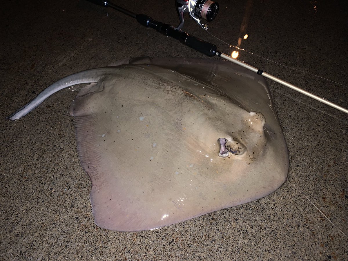 珍魚ハンター Yu 夜中のぶっこみつり イズヒメエイばかり3匹連ちゃんで釣れた4匹目でいいサイズのヤッコエイが釣れました 久しぶりにみるエイで嬉しかった T Co B1zwpizxrd Twitter