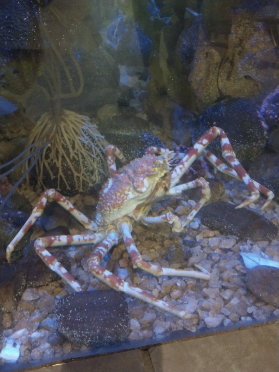 Found Ferris in the wild!