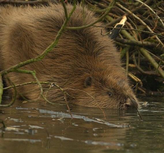 bosw8erthijmen's tweet photo. Ga je vrijdagavond mee op #beversafari in de Millingerwaard? In dit prachtige natuurgebied voelt de bever zich helemaal thuis. Tot vrijdag🙋🏻♂️#riviernatuur #geldersepoort https://t.co/0AIY1fHL5D