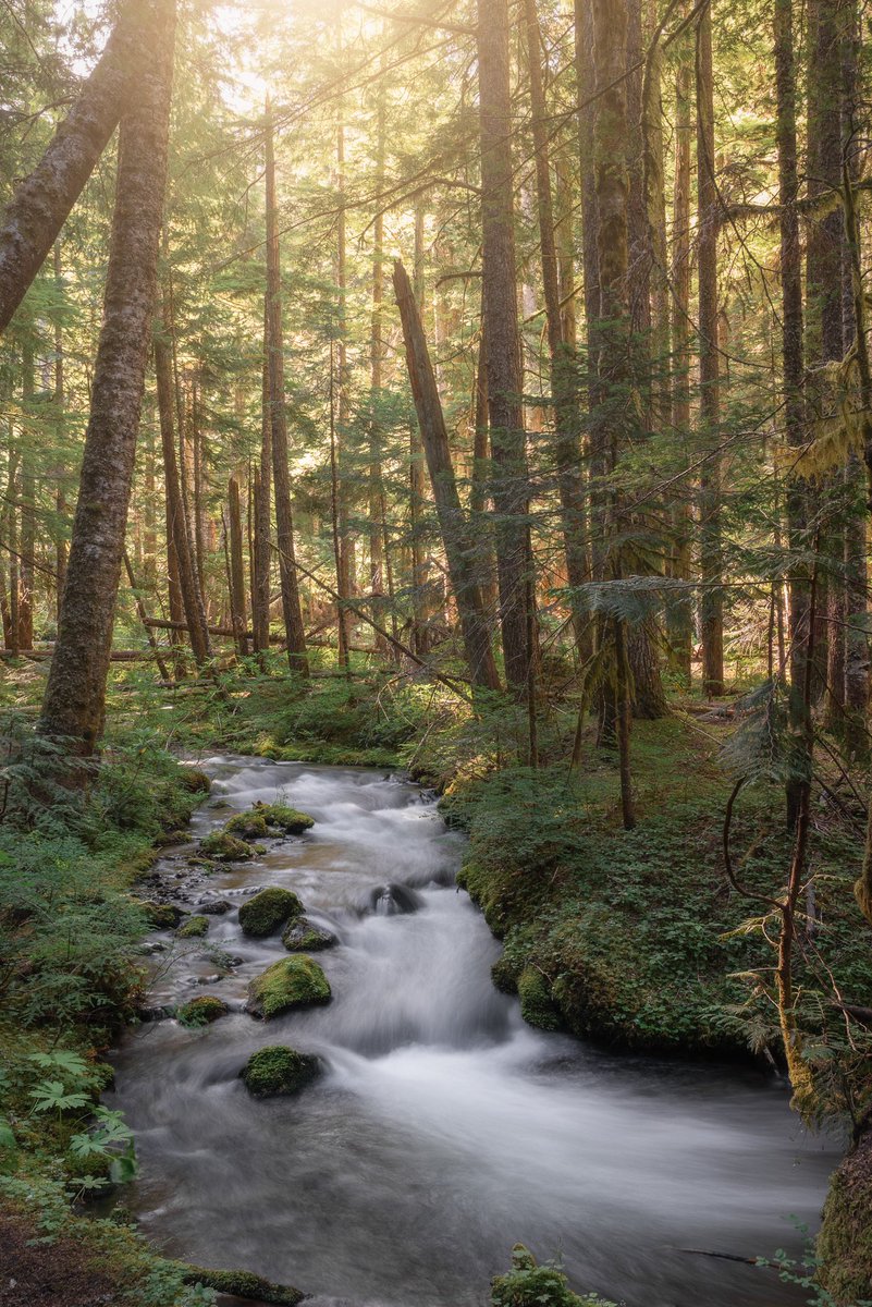 nicholassteven_'s tweet photo. Early morning light spills into a quiet forest in Oregon. #nature #forest #oregon #photography #landscape https://t.co/9ksAkVKBsO