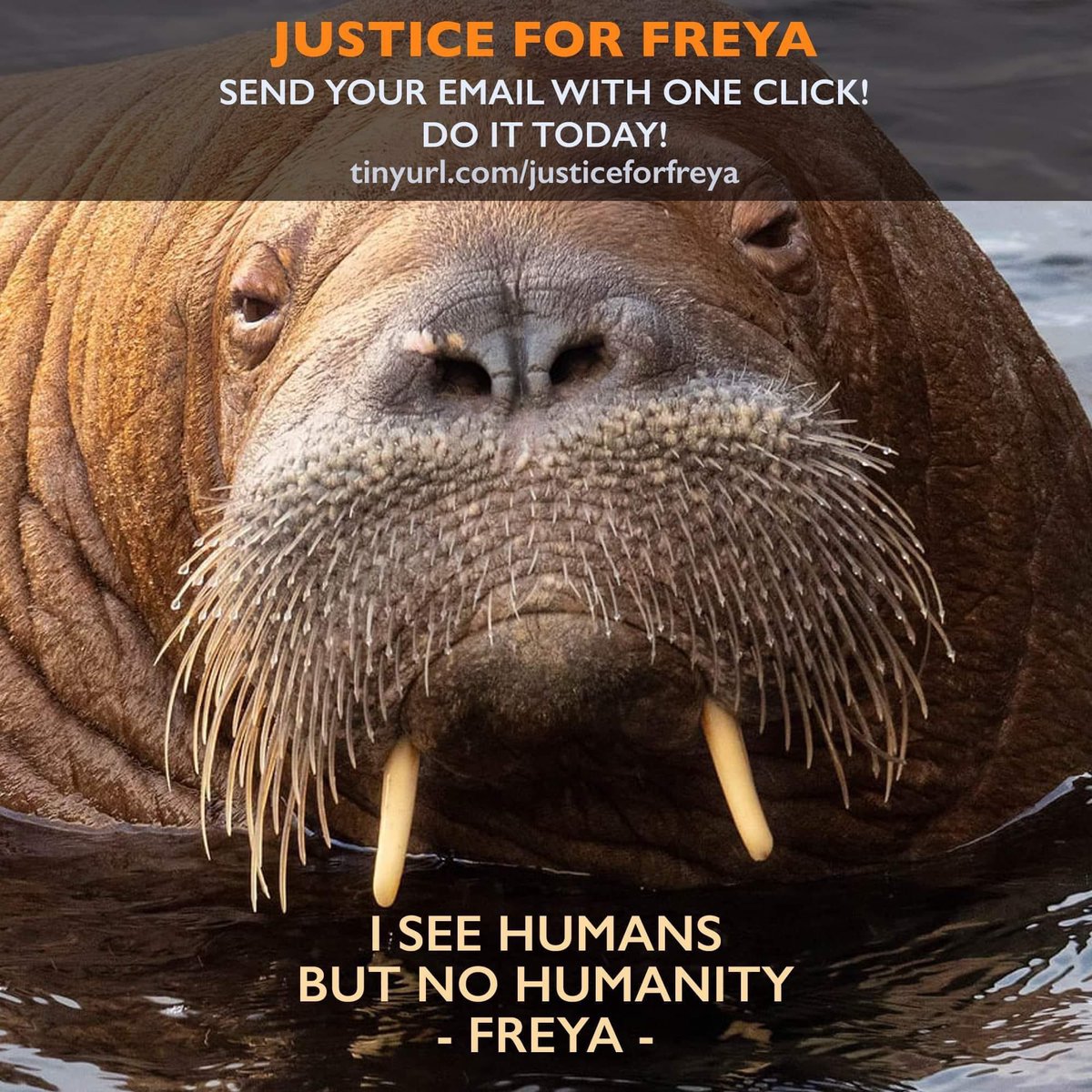 SLDyer9's tweet photo. Can’t believe a decision was made to kill this beautiful creature on the basis that the public couldn’t control their urge for a selfie &amp; the boats were more important than an animals life. 
I was so lucky to be in Seahouses when Freya visited. She deserved better #FreyaTheWalrus https://t.co/tHuIPHcoes