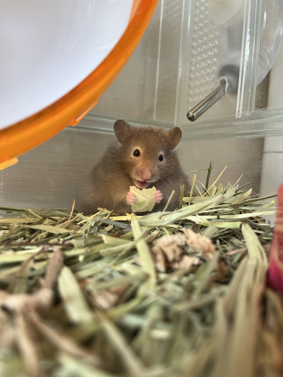 mochio2019's tweet photo. 新入りのハムスター🐹
おれの名前は　すみお　だよ🫣
キャベツをニッコリしながらたべてるかわいい
#ハムスター好きと繋がりたい #ゴルハム #長毛ハム https://t.co/GK96CsSmbq