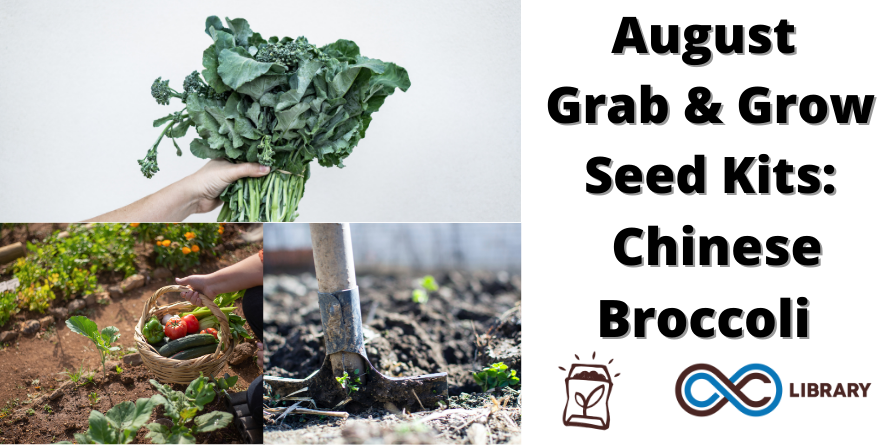 aclib's tweet photo. There’s still time to pick up this month’s seed kit! Included in each kit this month, we have a tasty recipe for Chinese Broccoli with Oyster Sauce. Is there a favorite recipe that includes Chinese Broccoli that you’ve prepared? Let us know! #SeedKits #ChineseBroccoli #GaiLan https://t.co/2EFqZGHnG2