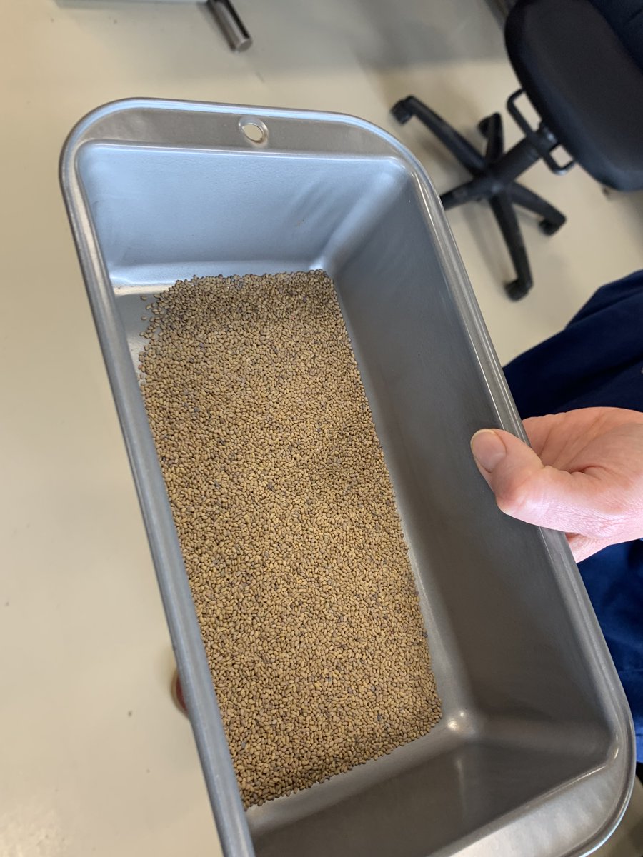CortevaCA's tweet photo. Welcome to Corteva's Purity Lab in Chatham, Ontario. This image of alfalfa seed actually includes three different kinds of seeds/weeds. Can you guess what ones are alfalfa? #BehindTheScenes #CdnAg https://t.co/sfCDV3W1sG