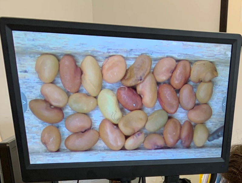Welcome to Corteva's Purity Lab in Chatham, Ontario. This image of alfalfa seed actually includes three different kinds of seeds/weeds. Can you guess what ones are alfalfa? #BehindTheScenes #CdnAg