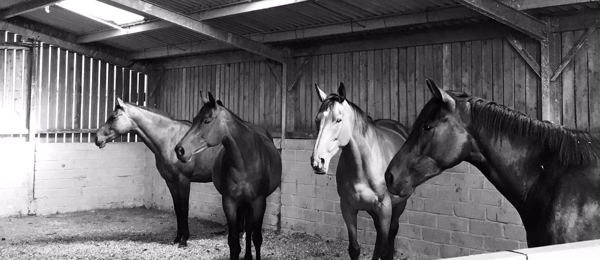 Equichanics's tweet photo. 4 beautiful girls, out of the sun in their beautiful barn during the silly temperatures 🥵 L-R: #KayfTara x #OligarchSociety due her first foal, by #GoldenHorn. #Dunaden x #Youngstar. #LillyPedlar (#Yeats x #Mathine) due her first foal, by #GoldenHorn. #DiamondBoy x #HelloSweetie https://t.co/b6oJtg4rPx