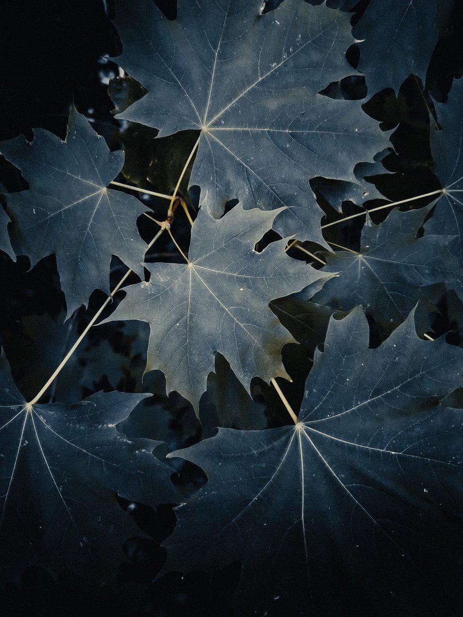 Connections 🍁

📍Allestree Park, Derby, #Derbyshire 🇬🇧

#NaturePhotography