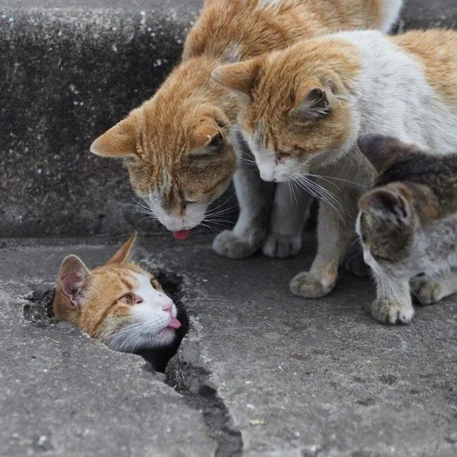 DontShowYourCat's tweet photo. comparing tongues https://t.co/KSjL9jCEV1