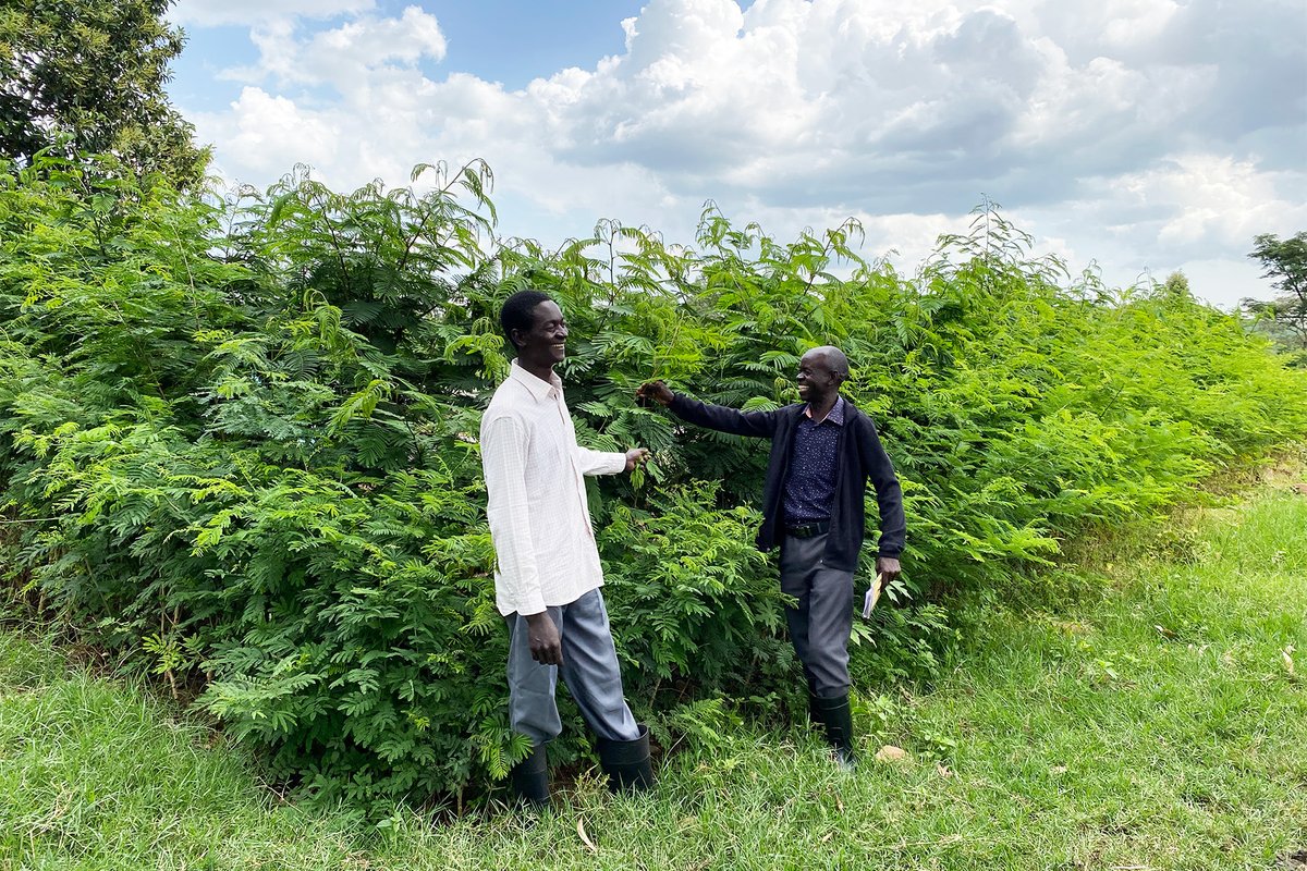 Treesftf's tweet photo. David Ochieng joined our program last year to provide for his family of five. 1,500 trees later, David’s Forest Garden and his family are thriving together.

That’s the power of the #ForestGardenApproach. Thank you for planting trees and changing lives 🌳

#LetsGetPlanting https://t.co/GhVat8X7b0