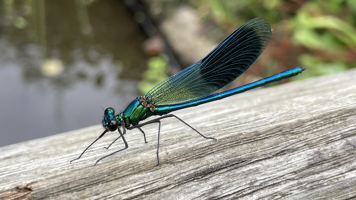 @ThePhotoHour 'MACRO' #damselfly #NaturePhotography #wildlife #TwitterNaturePhotography #ThePhotoHour #StormHour #BBCPOTD #macro #picoftheday