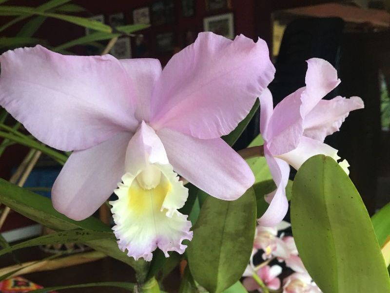 In AUGUST ~  NEW Concerts ! - mailchi.mp/musicrevival.c…